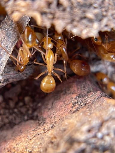 Camponotus fragilis — colony photo 47
