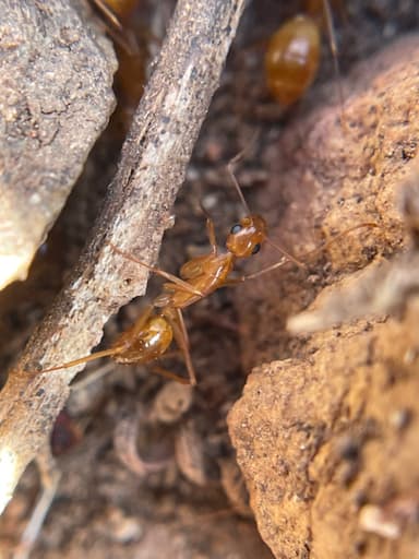 Camponotus fragilis — colony photo 48