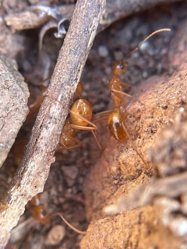 Camponotus fragilis — colony photo 49