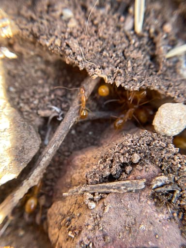 Camponotus fragilis — colony photo 50