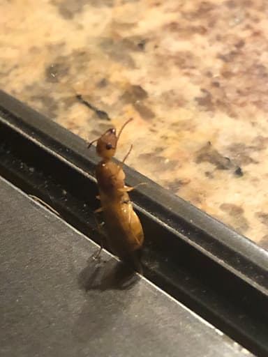 Camponotus fragilis photo 51