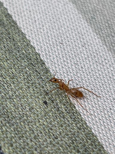 Camponotus fragilis photo 52