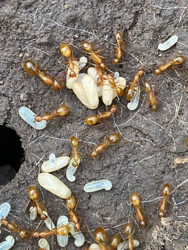 Camponotus fragilis photo 56