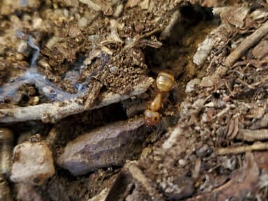 Camponotus fragilis photo 57
