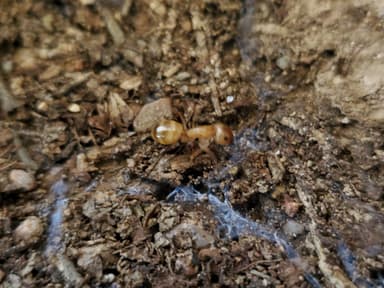 Camponotus fragilis photo 59