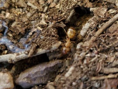 Camponotus fragilis photo 63