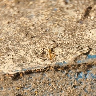 Camponotus fragilis photo 64