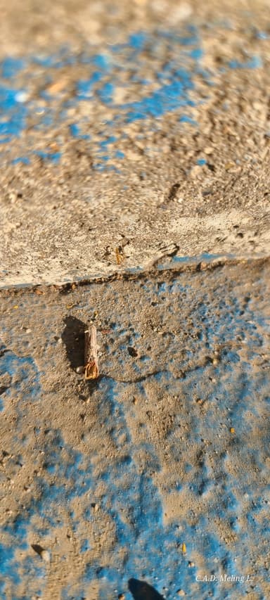 Camponotus fragilis photo 65