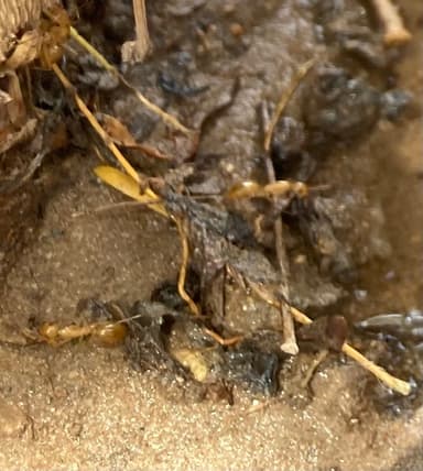 Camponotus fragilis photo 67