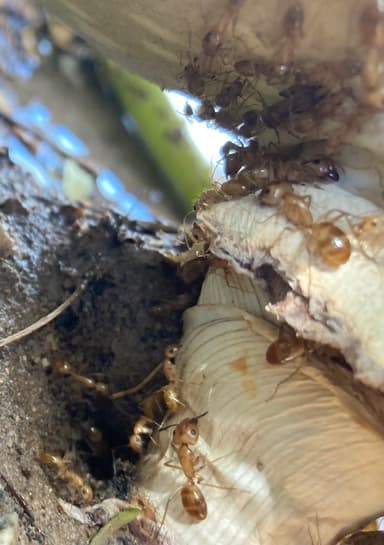 Camponotus fragilis photo 68
