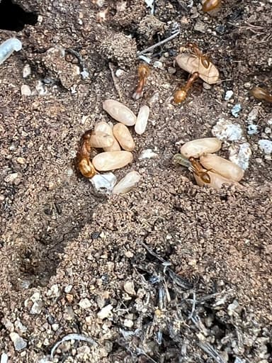 Camponotus fragilis photo 69