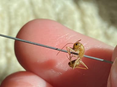 Camponotus fragilis photo 71