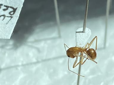 Camponotus fragilis photo 72