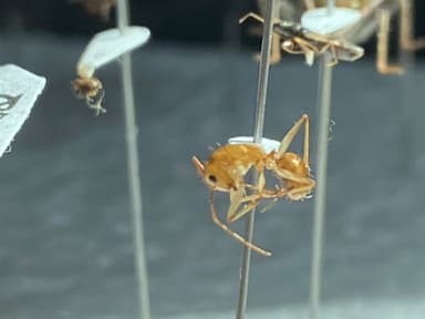 Camponotus fragilis photo 73