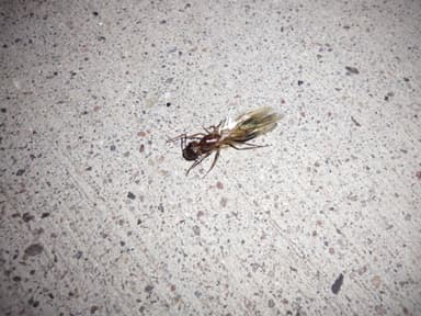 Camponotus fragilis photo 74