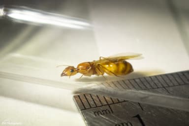 Camponotus fragilis photo 75
