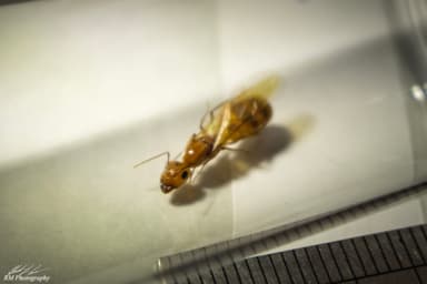 Camponotus fragilis photo 77