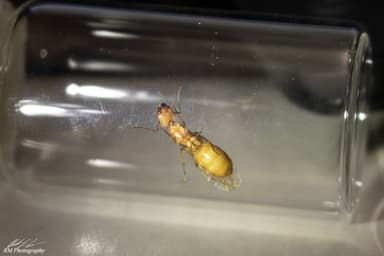 Camponotus fragilis photo 78