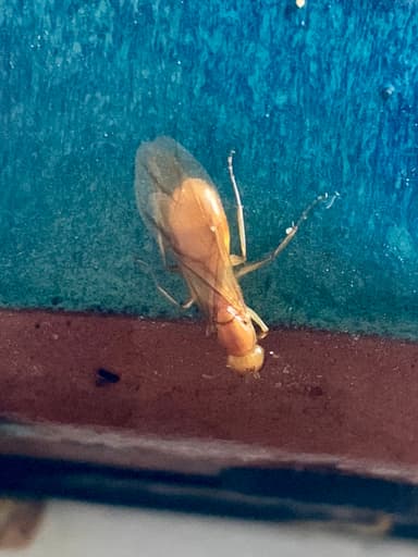 Camponotus fragilis photo 79