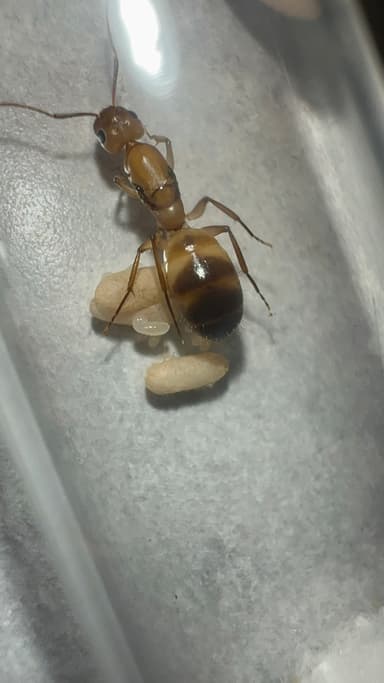 Camponotus fragilis photo 80