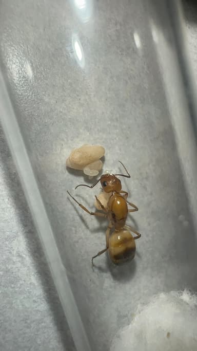 Camponotus fragilis photo 83
