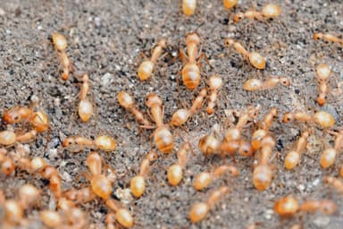 Camponotus fragilis photo 84