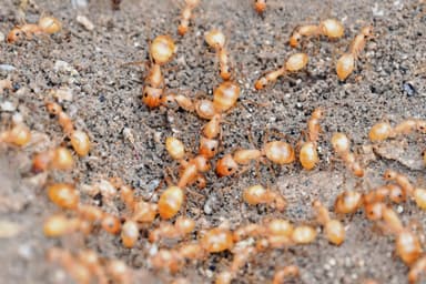 Camponotus fragilis photo 86