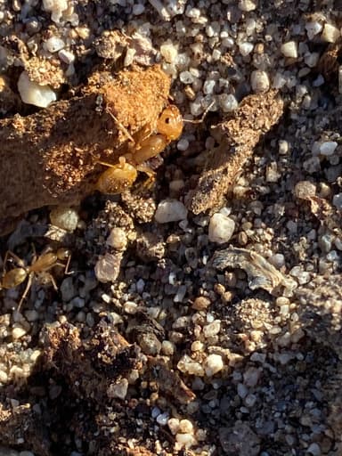 Camponotus fragilis photo 87