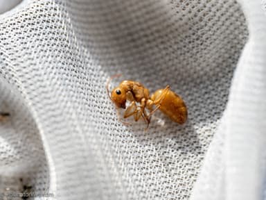 Camponotus fragilis photo 88