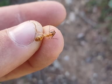 Camponotus fragilis photo 89