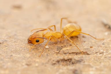 Camponotus fragilis photo 90