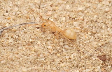 Camponotus fragilis photo 91