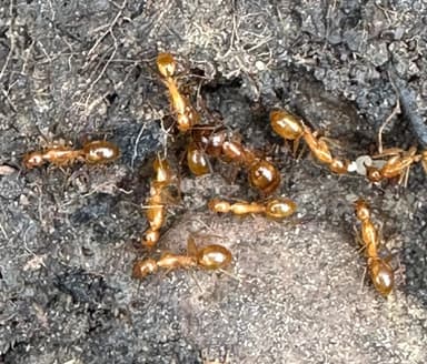 Camponotus fragilis photo 93