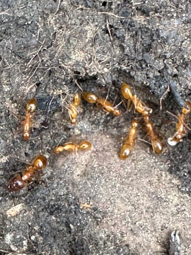 Camponotus fragilis photo 94