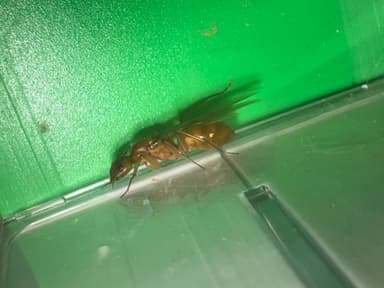 Camponotus fragilis photo 95
