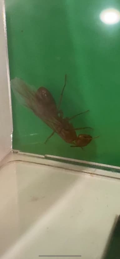 Camponotus fragilis photo 97
