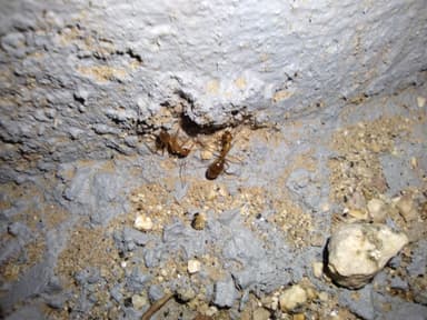 Camponotus fragilis photo 99