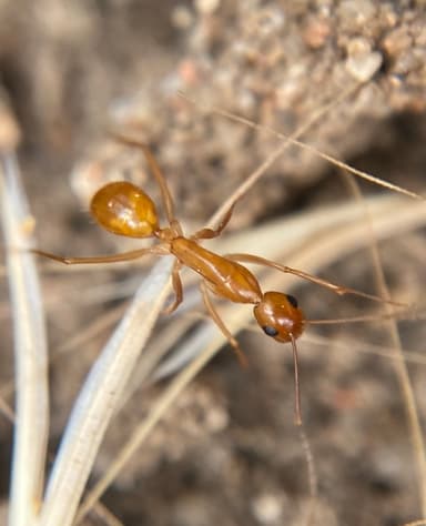 Camponotus fragilis photo 100