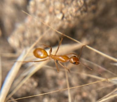 Camponotus fragilis photo 101