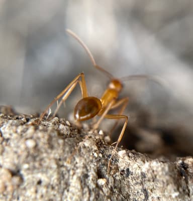 Camponotus fragilis photo 102