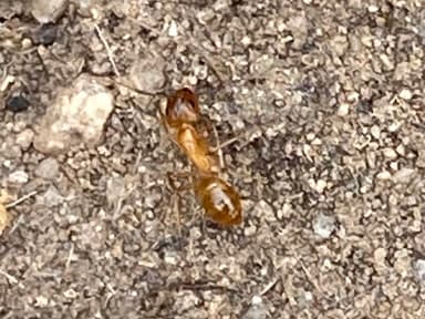 Camponotus fragilis photo 103