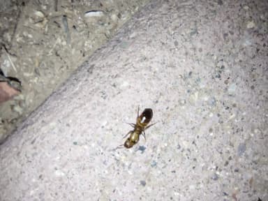 Camponotus fragilis photo 104