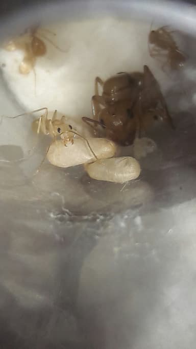 Camponotus fragilis photo 105