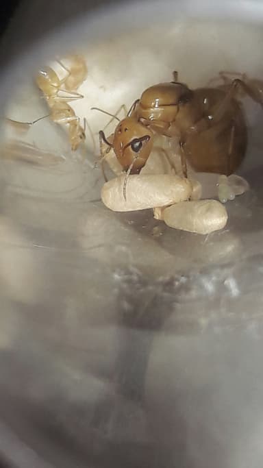 Camponotus fragilis photo 107