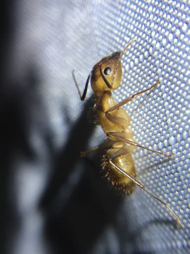 Camponotus fragilis photo 109