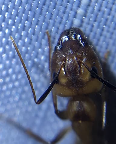 Camponotus fragilis photo 110
