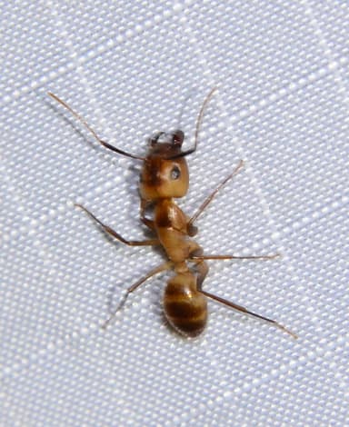 Camponotus fragilis photo 111