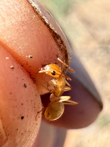 Camponotus fragilis photo 112
