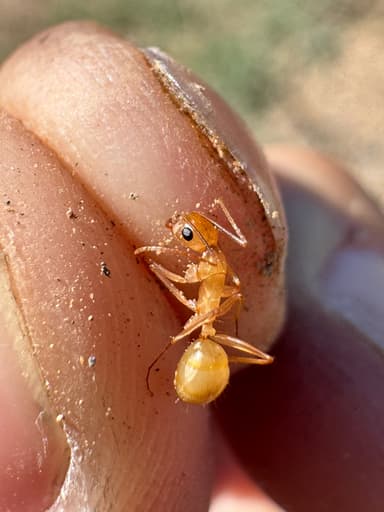 Camponotus fragilis photo 113
