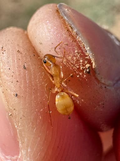 Camponotus fragilis photo 114